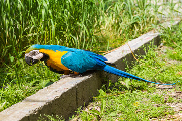 Ara ararauna looking for something to eat.