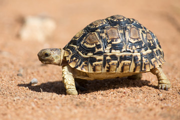 Leopard tortoise walking slowly on sand with protective shell