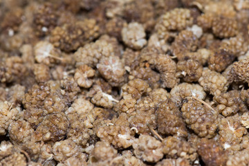 dried mulberry on sale at Market