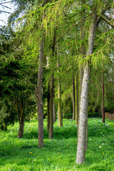 An overgrown woodland area