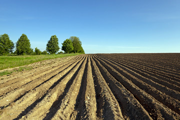 potato field  