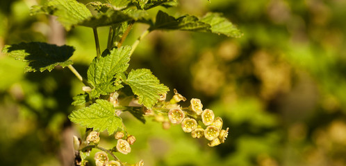 blossoming of blackcurrant  