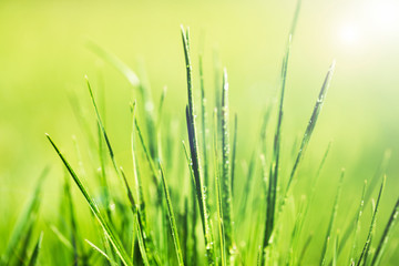 Green grass with dew, close up
