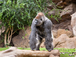 Fototapeta na wymiar gorilla in the zoo Loro Park, Tenerife