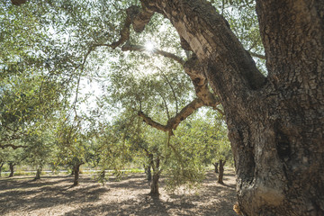 Olive trees and sun rays
