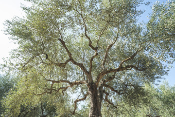 Olive trees in plantation