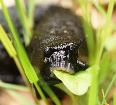 Black Slug Eating A Leaf