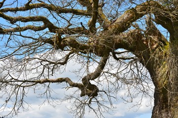 uralte Eiche