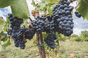 Fototapeta premium Blue grapes