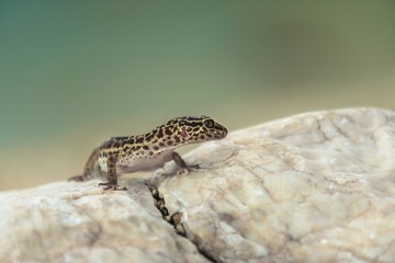 Gecko lizard on rocks 