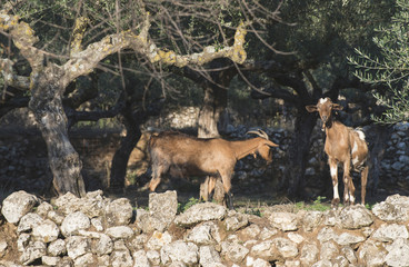 Tame goats among the olive trees