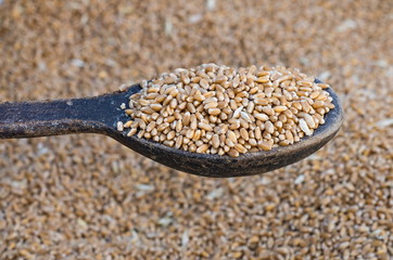  wooden spoon with wheat grains