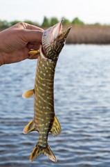  pike in hand