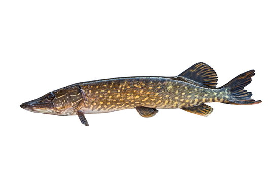 big pike isolated on white background