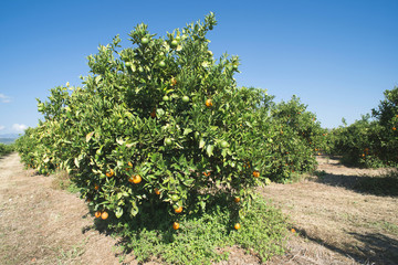 Fototapeta na wymiar Orange trees in plantation