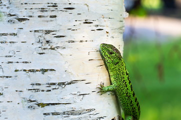 lizard on birch