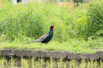 Green pheasant also as known Japanese pheasant 