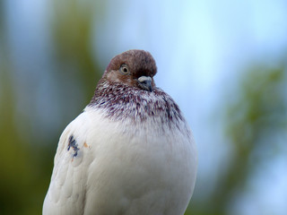 gołąb 