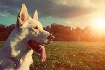 Wall murals Dog Gorgeous large white dog in a park, colorised image