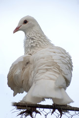 gołąb