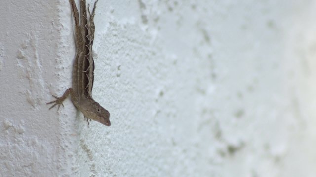 LIzard upside down on stucco wall, 4K