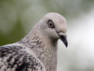 gołąb