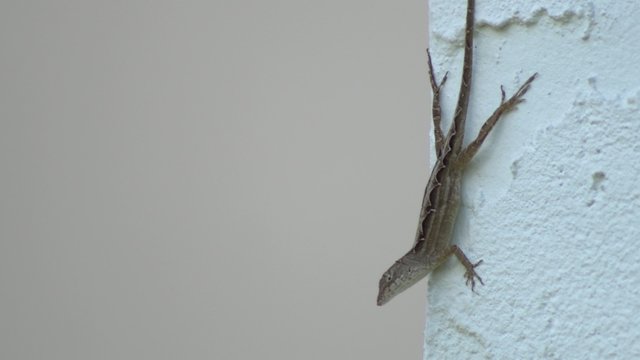 Common Florida Lizard on corner of stucco wall, 4K
