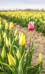 Obraz premium Tulpen