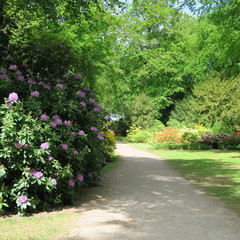 Rhododendren