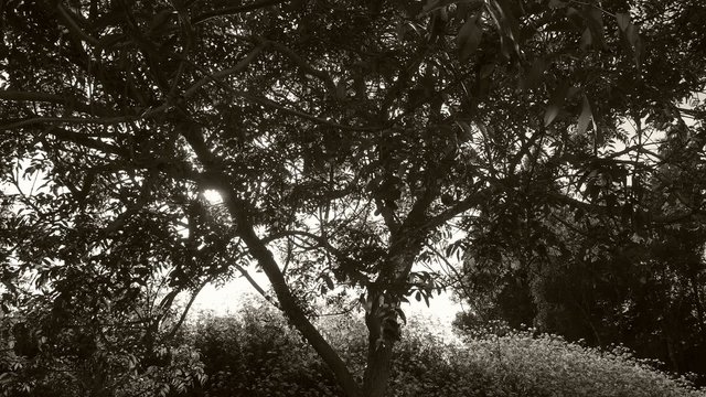 Timelapse of a sunset behind a tree in b&w - sun through leaves