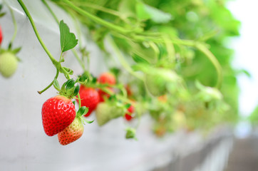 Strawberry Garden