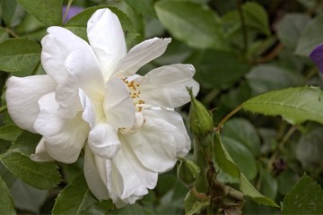 Naklejka na ściany i meble White rose