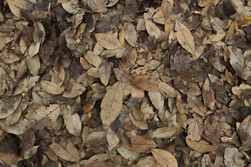 Dry Leaves 