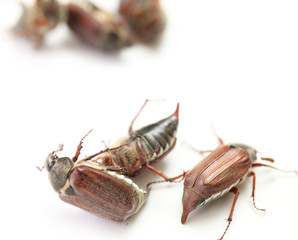 may-bug