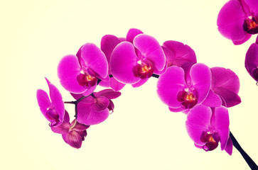 Naklejka na ściany i meble Violet orchid