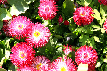 Marguerites / Pink small flowers in the garden Moscow