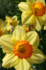 Daffodils / Two yellow narcissus in the garden Moscow
