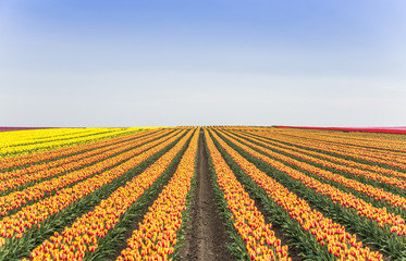 Tulpen