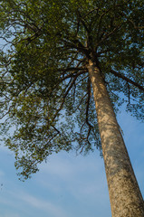 Fototapeta premium big tree