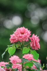 薔薇"ジーン・ボーナー"