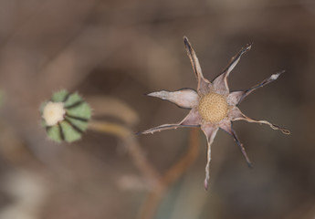 Prickly goldenfleece wild flower