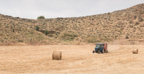 Obraz premium Tractor harvesting in the cereal field