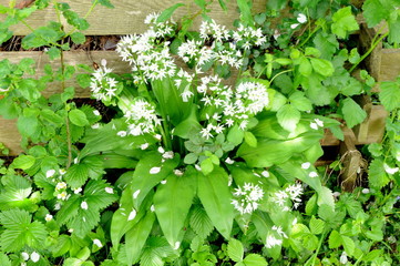 Schöne Ecke am Gartenzaun