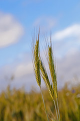 Obraz premium wheat ears 