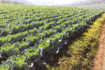 Rows and rows of cabbages on an organic farm