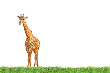 Giraffe on green grass field