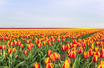 Tulpen