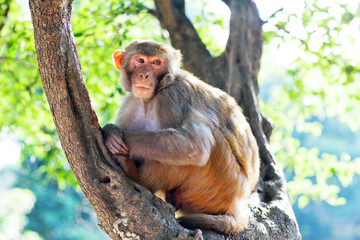 Rhesus makaque monkey at Pashupatinath Temple, Nepal