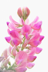 Fototapeta na wymiar Tender, pink field flower