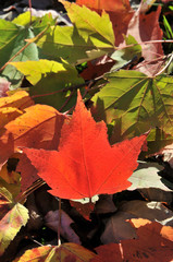 autumn maple leafs, Canada